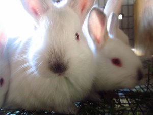 Bunnies.  The bunnies are wonderful.