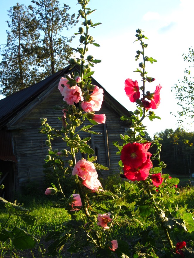 Last year's hollyhocks at the farm.  We have a small number of hollyhock plants available for sale!